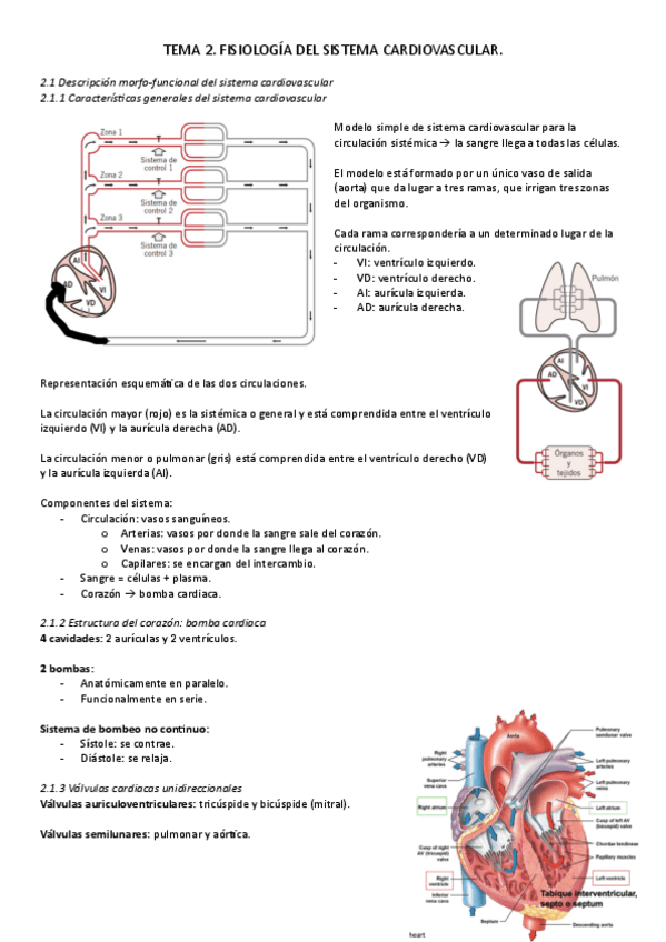 Miniatura del documento T2-2.1-y-2.2.-Fisiologia.pdf
