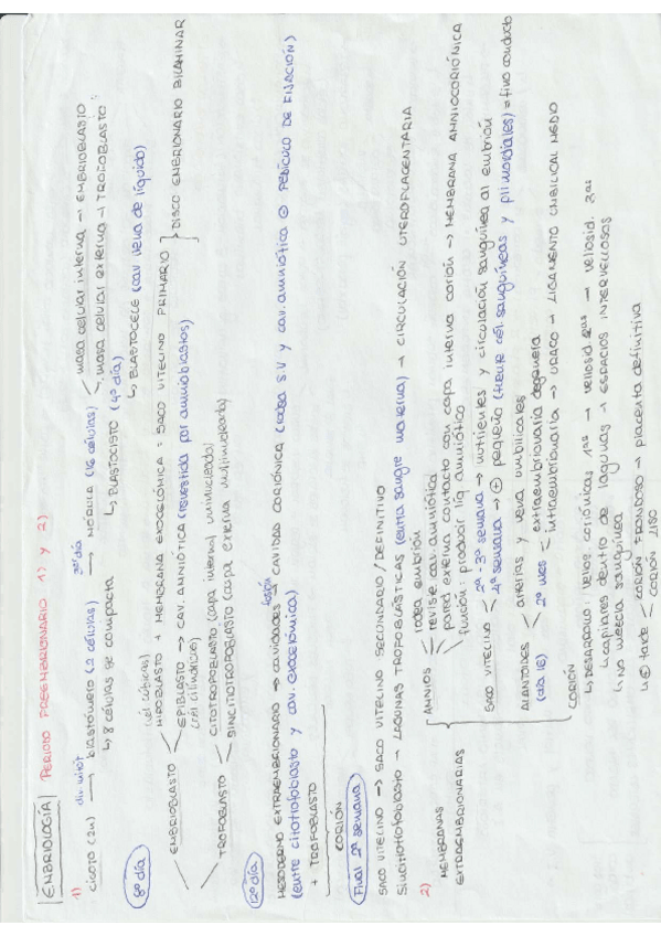 Miniatura del documento Esquemas-parcial-anatomia-2023.pdf