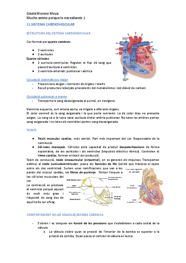 Miniatura del documento Bloc-III.-Sistema-respiratori-cardiac-i-renal.docx.pdf