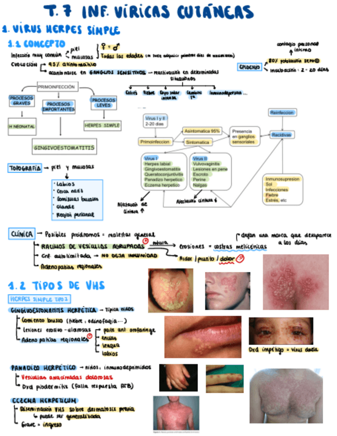 Miniatura del documento Tema-7-derma.pdf