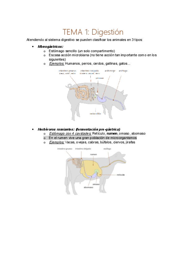 Miniatura del documento Apuntes-Metabolismo.pdf