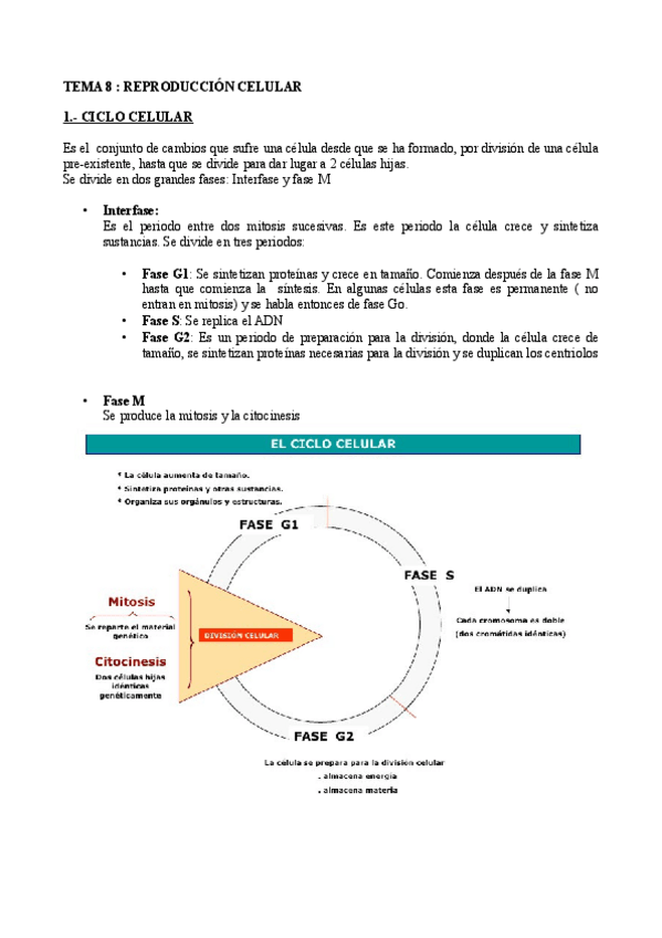 Miniatura del documento Tema-8-division-celular.pdf