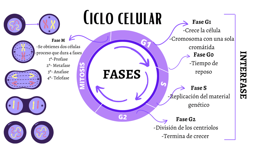 Miniatura del documento Ciclo-celular.png