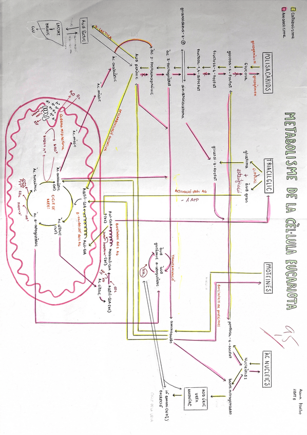 Miniatura del documento Esquema metabolisme de la cèl·lula eucariota.pdf