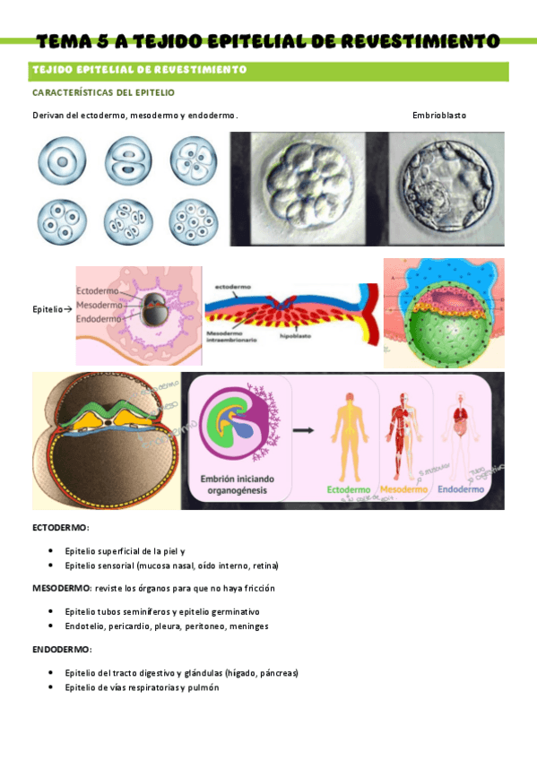 Miniatura del documento HISTOLOGIA-T5A.pdf