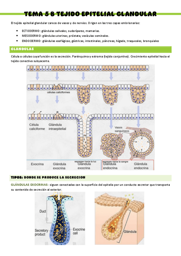 Miniatura del documento HISTOLOGIA-T5B.pdf