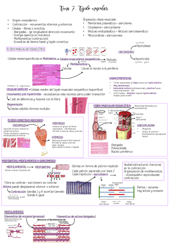 Miniatura del documento Tema-7.-Tejido-muscular.pdf