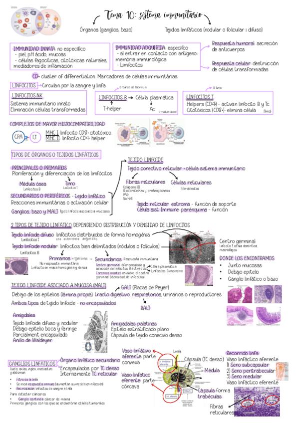 Miniatura del documento Tema-10.-Sistema-inmunitario.pdf