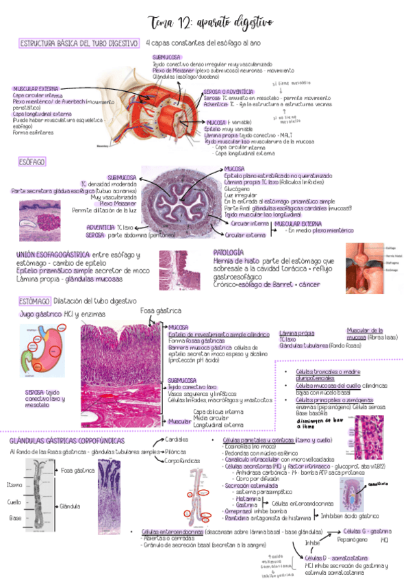 Miniatura del documento Tema-12.-Aparato-Digestivo.pdf