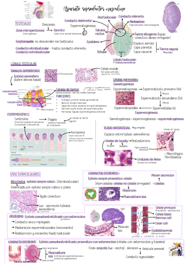 Miniatura del documento Tema-15.-Aparato-reproductor.pdf