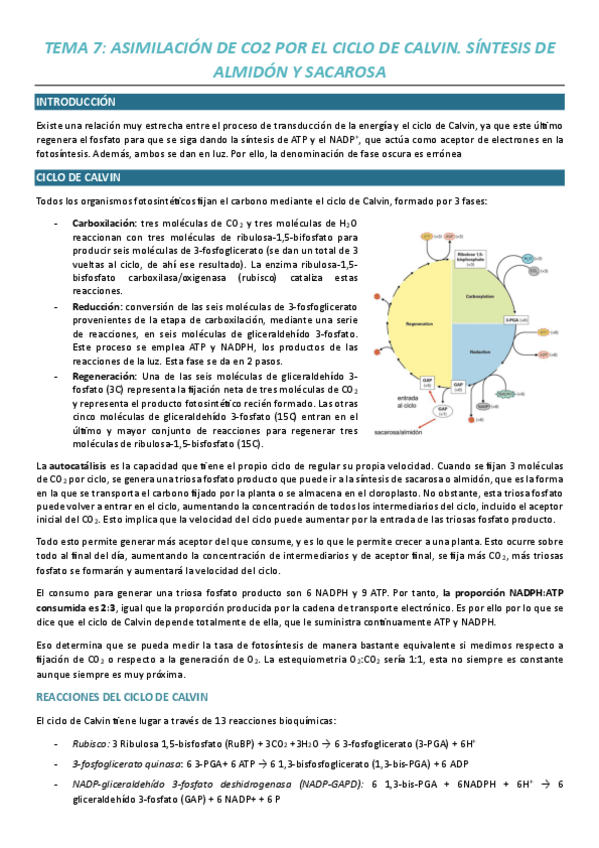 Miniatura del documento Tema-7-Asimilacion-del-CO2-por-el-ciclo-de-Calvin.-Sintesis-de-almidon-y-sacarosa.pdf