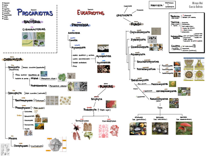 Miniatura del documento Esquemas 1° Cuatrimestre Botánica.pdf