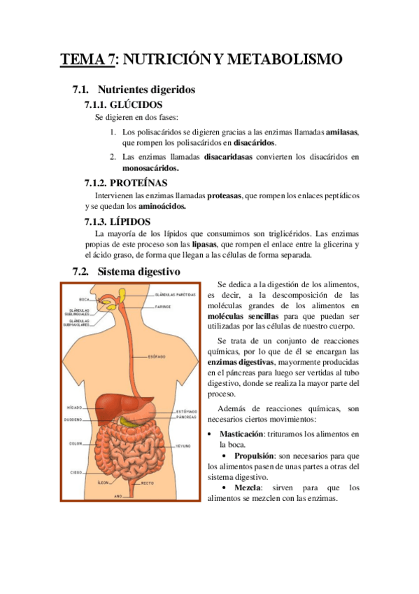 Miniatura del documento TEMA 7.pdf