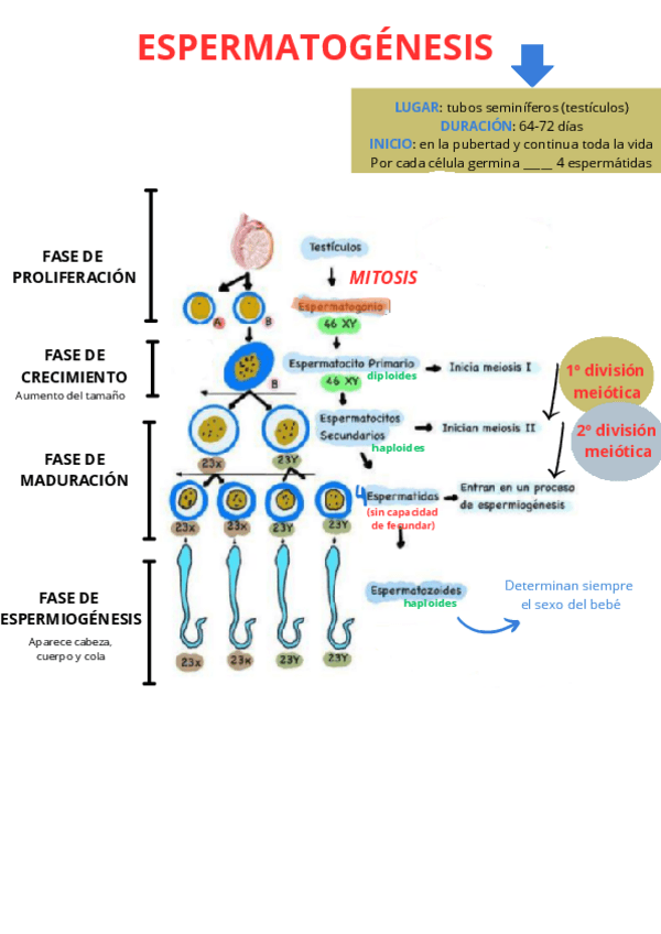 Miniatura del documento Esquema-espermatogenesis.pdf