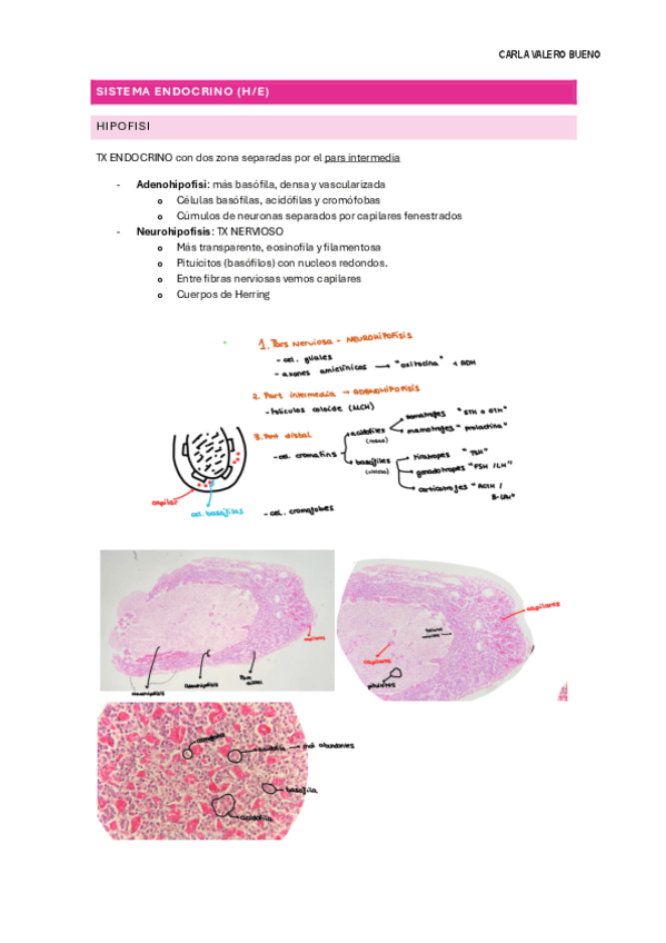Miniatura del documento precli.-histo-2-endocrino.pdf