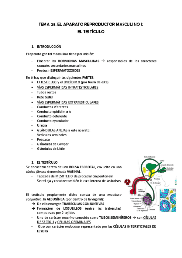 Miniatura del documento TEMA-23.-EL-TESTICULO.pdf