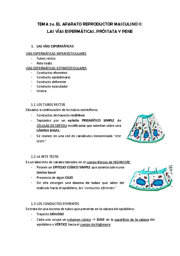 Miniatura del documento TEMA-24.-LAS-VIAS-ESPERMATICAS-PROSTATA-Y-PENE.pdf