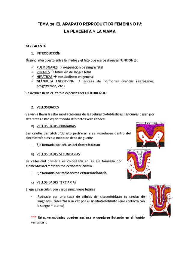 Miniatura del documento TEMA-28.-LA-PLACENTA-Y-LA-MAMA.pdf