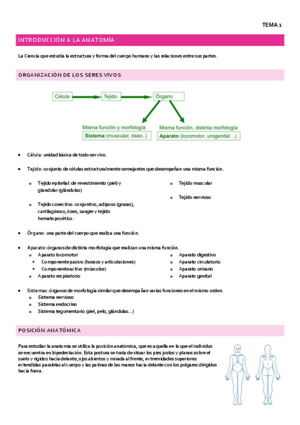Miniatura del documento TEMA-1-anatomia.pdf