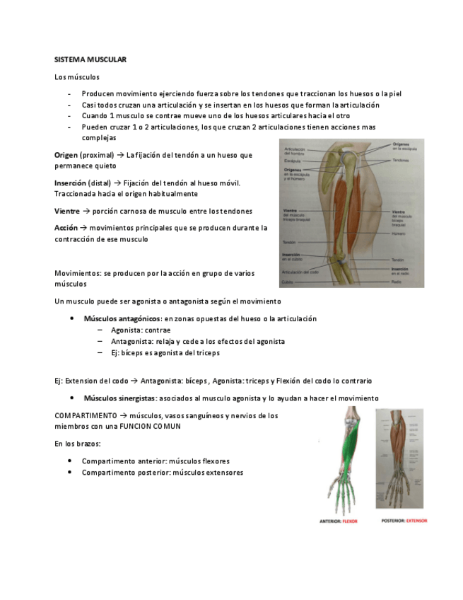 Miniatura del documento SISTEMA-MUSCULAR.pdf
