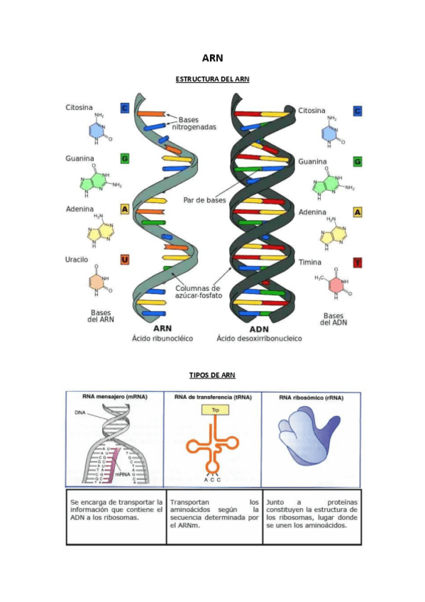 Miniatura del documento Estructura-y-tipos-de-ARN.pdf