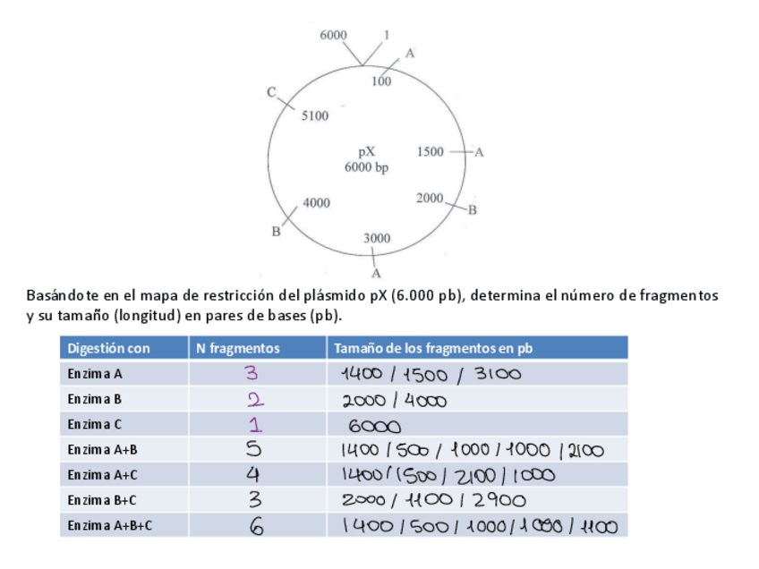 Miniatura del documento Seminario-1-Enzimas-de-Restriccion.pdf