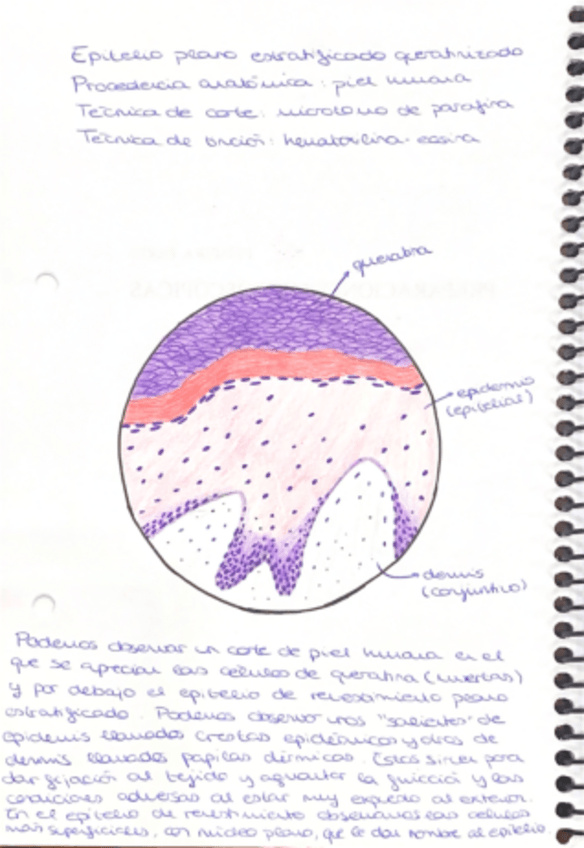 Miniatura del documento Dibujos-histologia-1.pdf