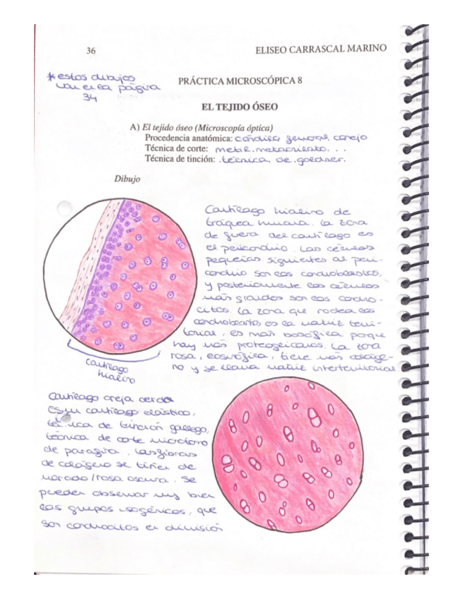 Miniatura del documento Dibujos-histologia-2.pdf