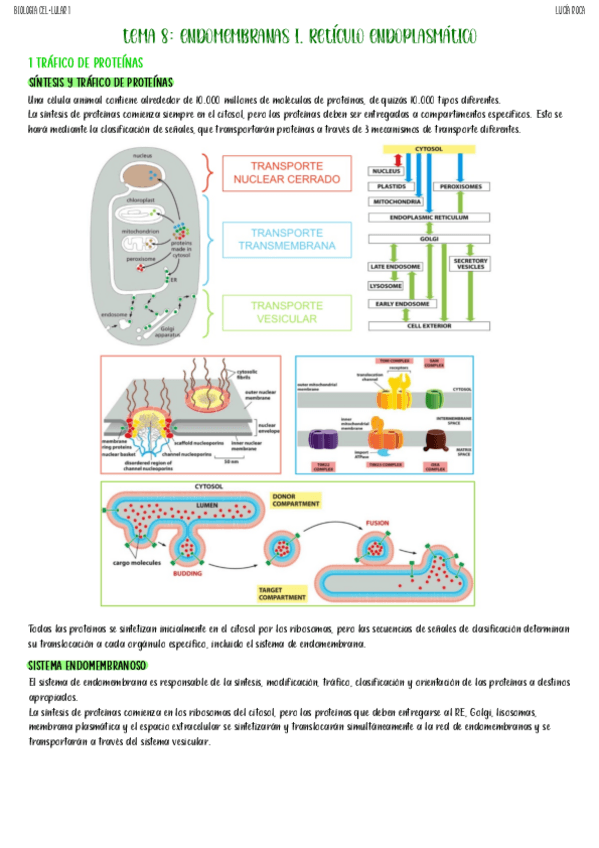 Miniatura del documento tema-8-biologia-celular-I.pdf