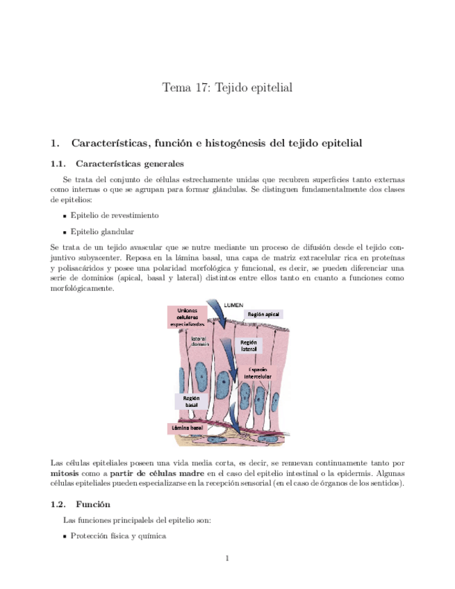 Miniatura del documento Tema-17-Tejido-epitelial.pdf