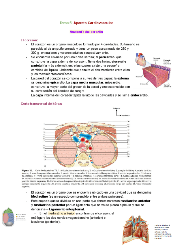 Miniatura del documento Tema-5-Anatomia-del-corazon.pdf