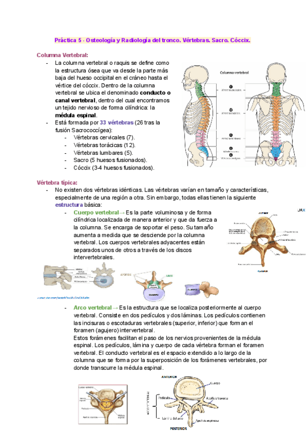 Miniatura del documento Practica-5-Osteologia-y-Radiologia-del-tronco.pdf