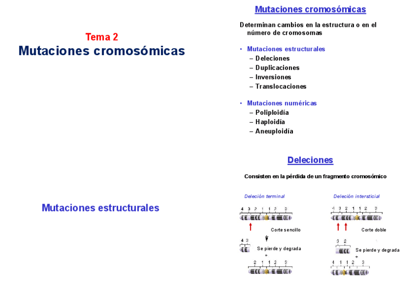 Miniatura del documento imprimir-TEMA-2Mutacionescromosomicas.pdf
