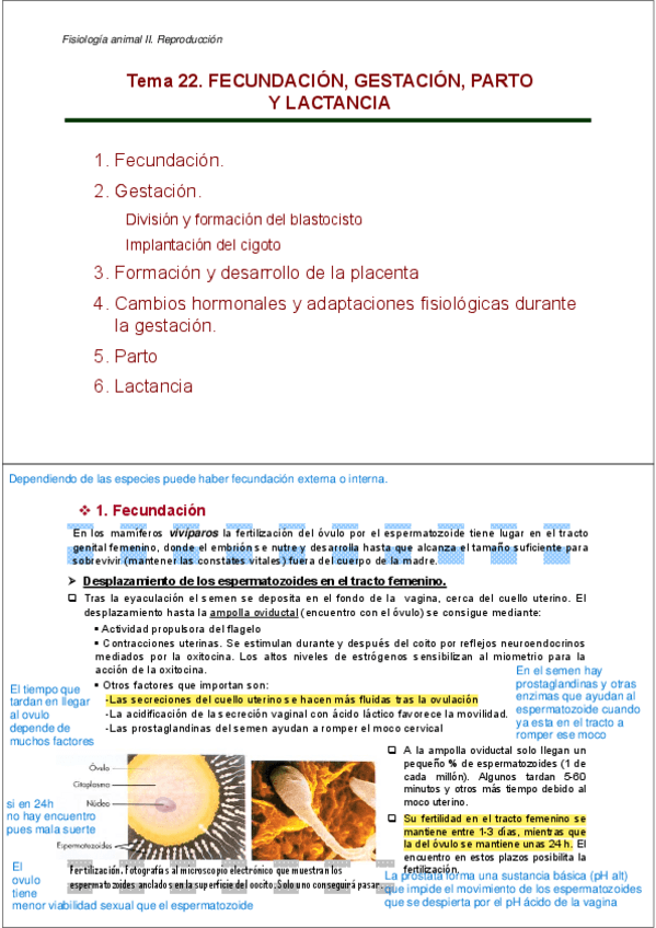 Miniatura del documento TEMA22.FECUNDACIONGESTACION.pdf