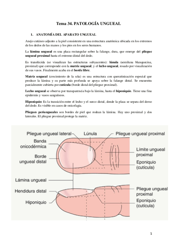 Miniatura del documento Patologia-Ungueal.pdf