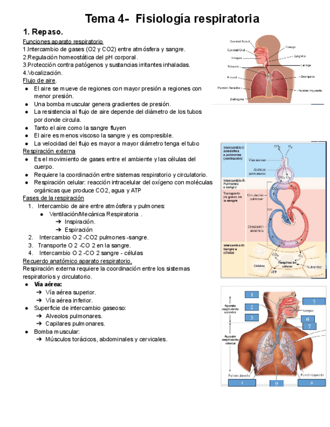 Miniatura del documento Tema-4-Fisiologia-respiratoria.pdf
