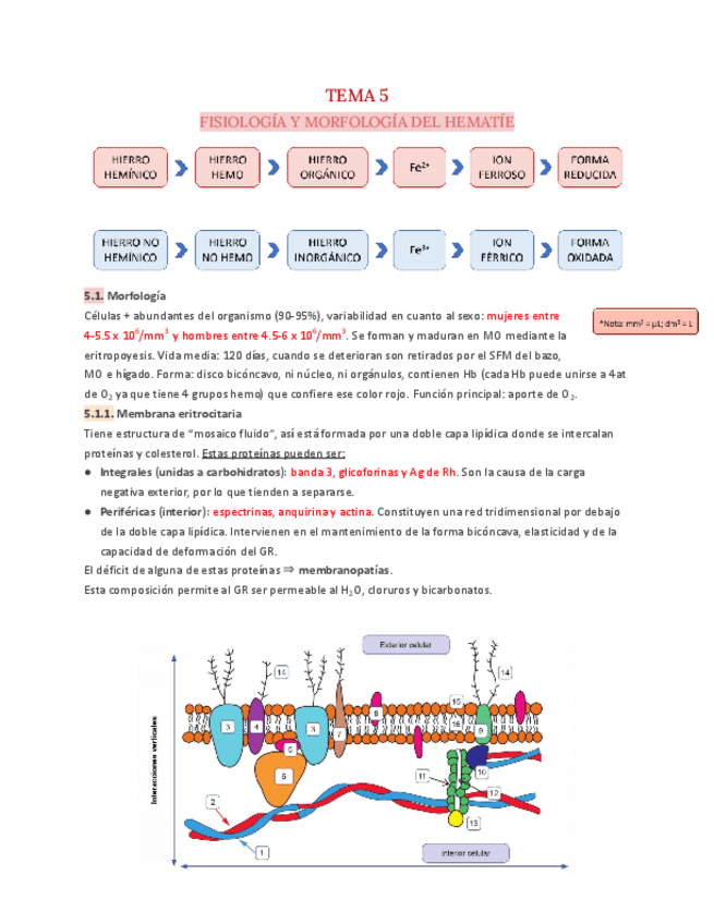 Miniatura del documento T.5-Hematologia.pdf