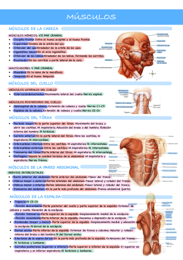 Miniatura del documento Musculos-con-imagen.pdf