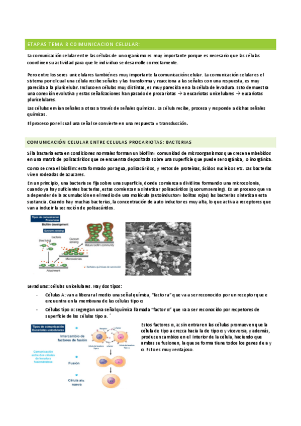 Miniatura del documento TEMA-8-COIMUNICACION-CELULAR.pdf