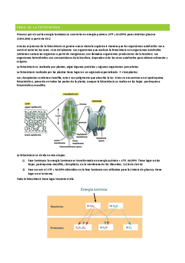 Miniatura del documento Tema-10.pdf