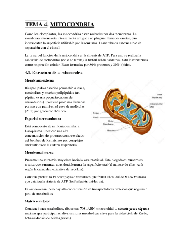 Miniatura del documento TEMA 4.pdf