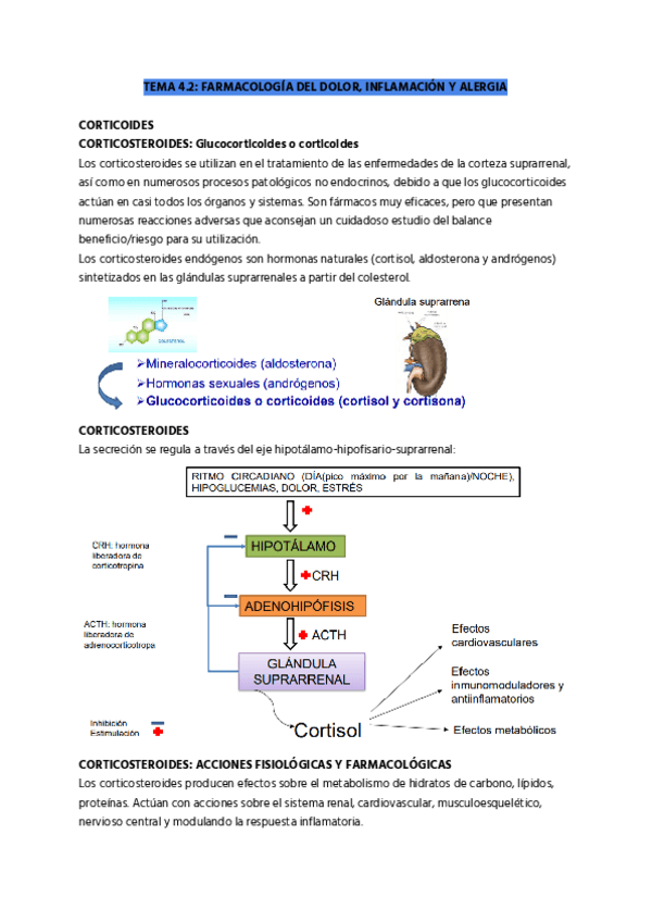 Miniatura del documento TEMA-4.2-CORTICOIDES.pdf