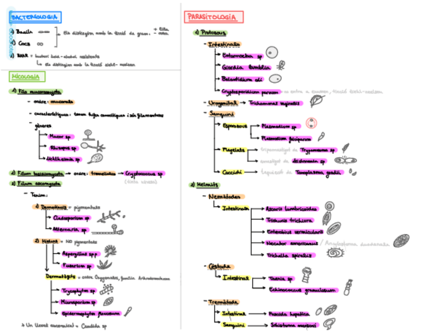 Miniatura del documento Esquema-Practiques-Micro.pdf