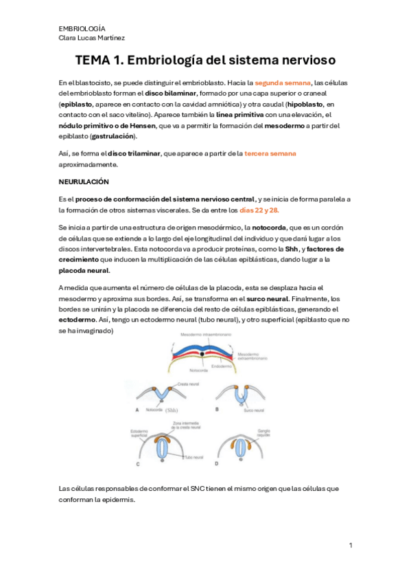 Miniatura del documento TEMA-1.-Embriologia-del-sistema-nervioso.pdf