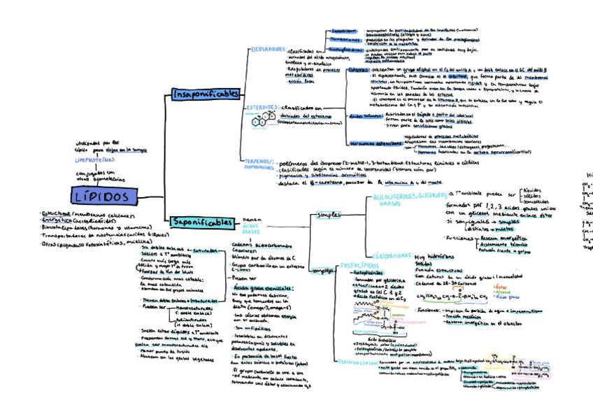 Miniatura del documento Esquema-Lipidos.pdf