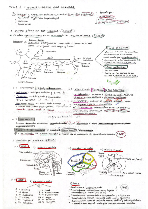 Miniatura del documento Tema-6-Anatomia-General-M.Carmen.pdf