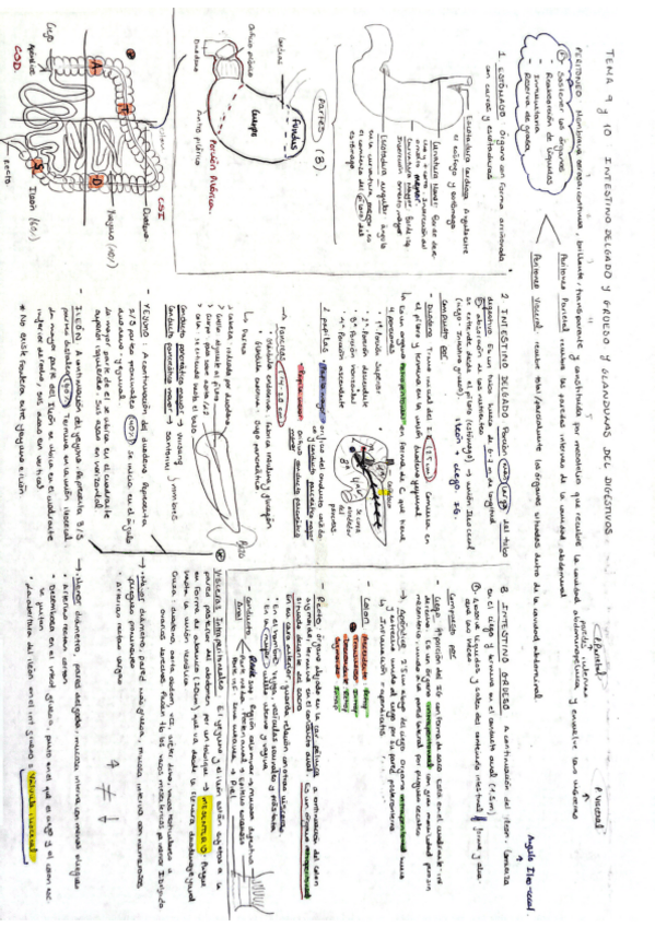 Miniatura del documento Tema-9-y-10-Anatomia-General-M.Carmen.pdf