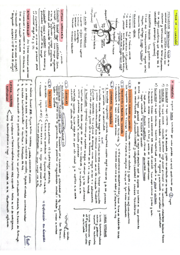 Miniatura del documento Tema-11-Anatomia-General-M.Carmen.pdf