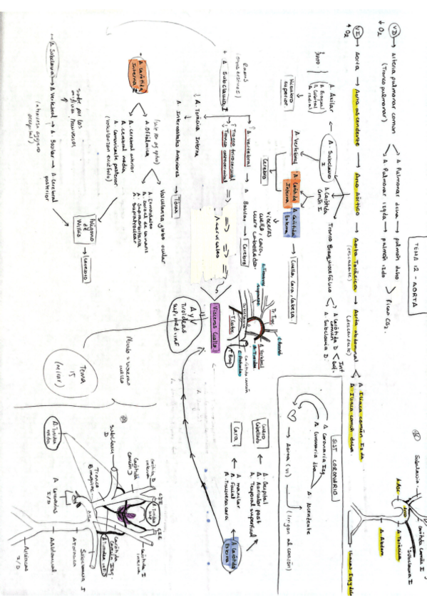 Miniatura del documento Tema-12-Anatomia-General-M.Carmen.pdf