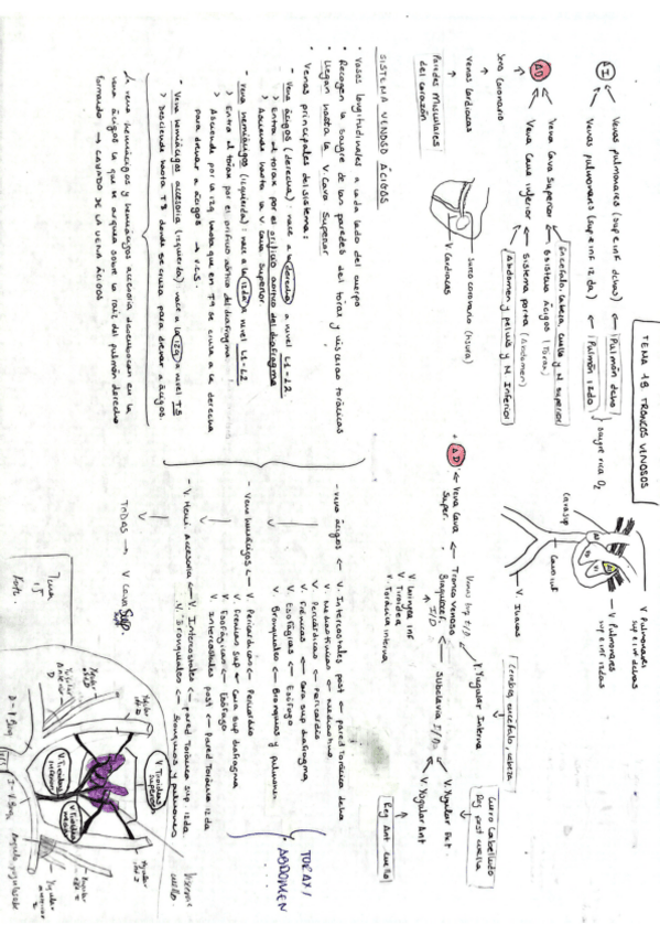 Miniatura del documento Tema-13-Anatomia-General-M.Carmen.pdf